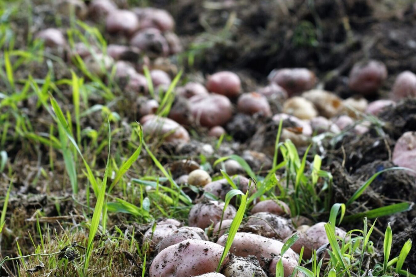 Городники розповіли, як вибрати сорти картоплі по різних регіонах України