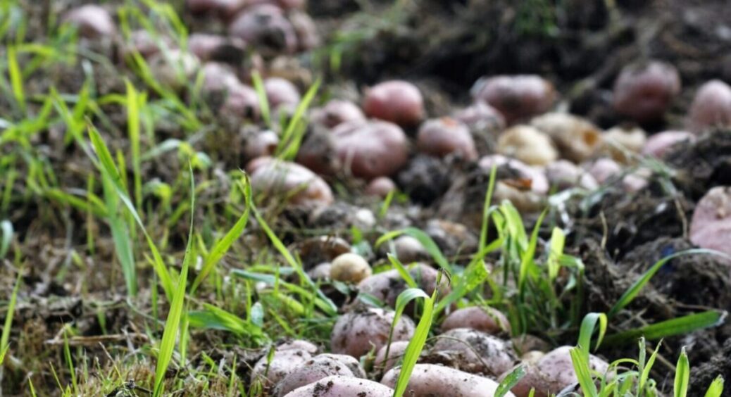 Як вибрати сорти картоплі в 2025 році по вашому регіону: Київщина, Дніпропетровщина, Львівщина 