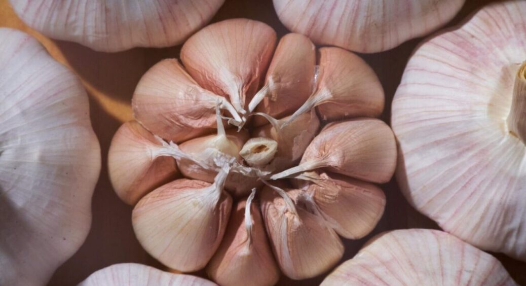 Найкраще весняне підживлення знайдено! Підживлюю часник лише ним і в 2025-му теж зроблю так 