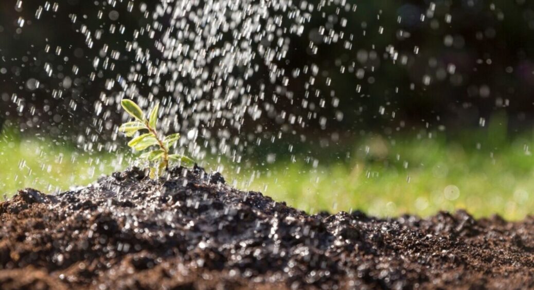 Часник, стара капуста та м’ята: зараз кожен садівник повинен знати рецепт цих 3 крутих добрив 
