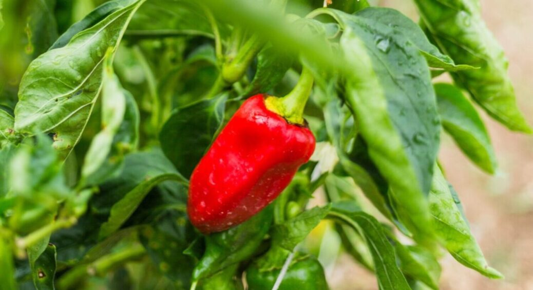 Лише 3 інгредієнти і від врожаю “не відбитися”: який настій для перцю подарує величезні плоди 