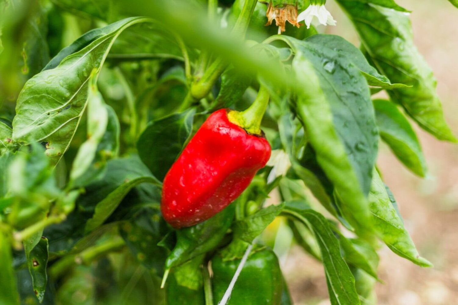 Дачники розсекретили, чим підживити розсаду перців після пересадки в ґрунт. Фото: Freepik