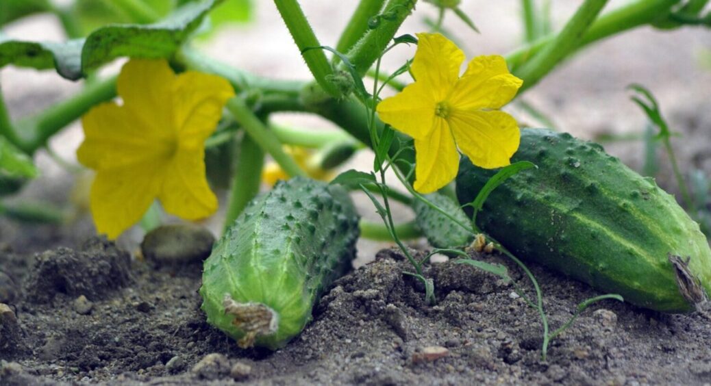 Чемпіони серед огірків 2025: сорти, які дають врожай першими на Черкащині й не тільки 