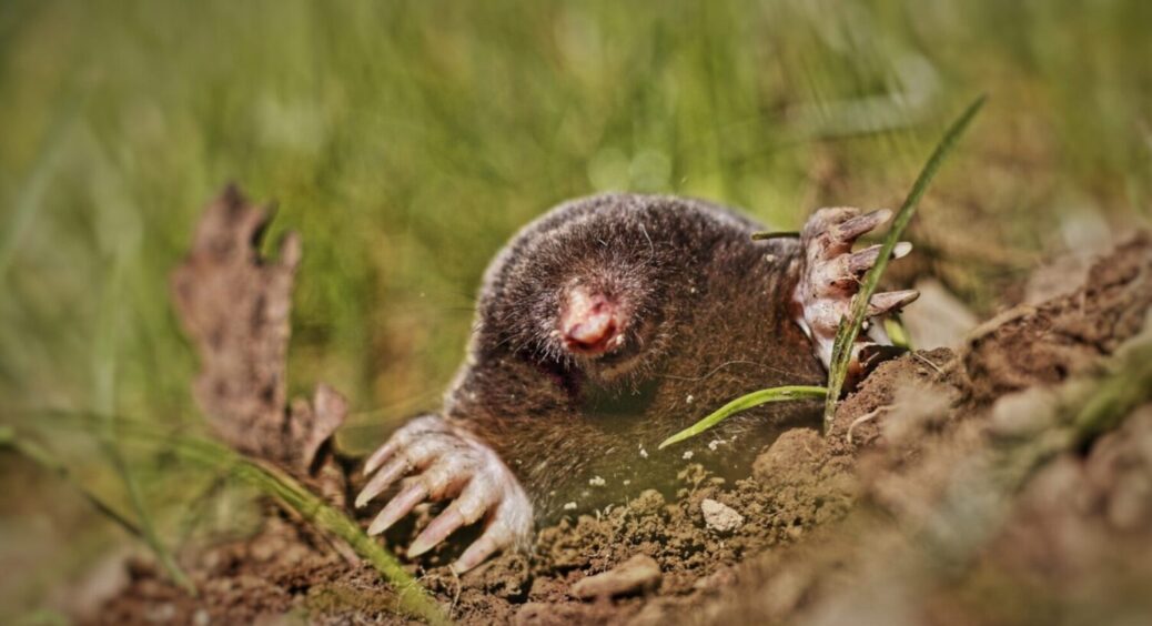 Як позбутися кротів на дачній ділянці без хімії та капканів: 1 гуманний метод від агрономів 