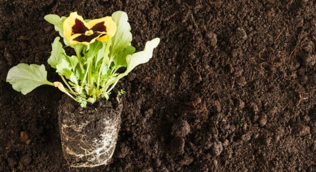 Все власними руками за 5 хвилин: як підготувати ґрунт для висаджування розсади 2025 – схема 