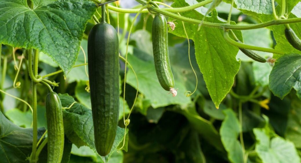Огірки-гібриди проти народних сортів: битва за врожайність – що оберуть досвідчені городники? 