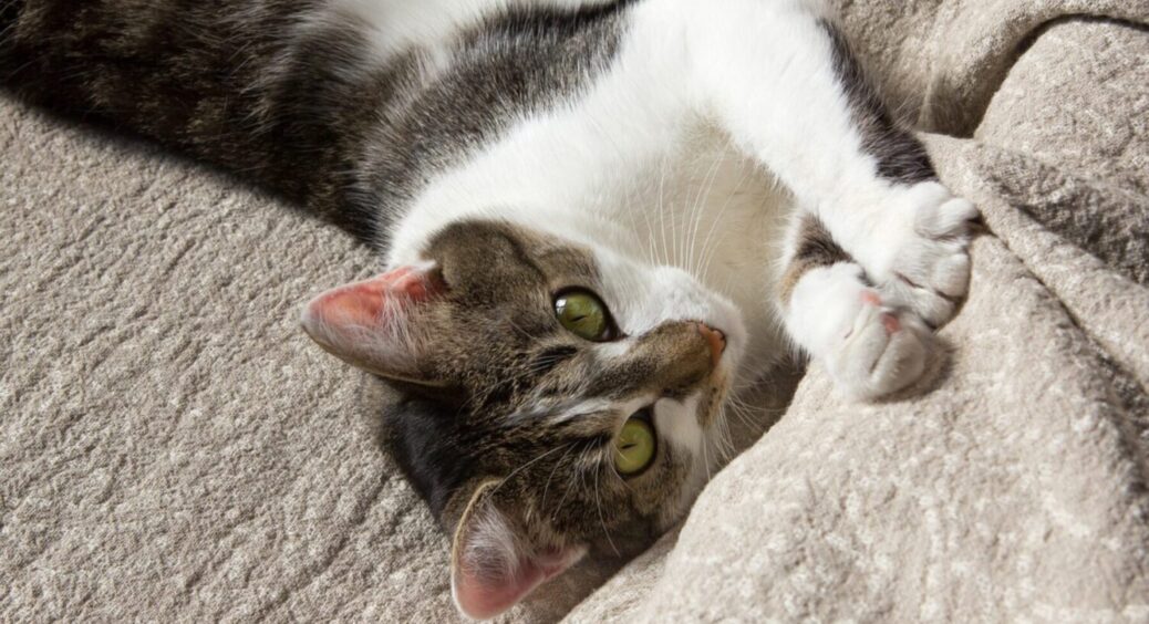 6 хвилин чи 16 годин? Як довго кішки памʼятають своїх господарів та чи памʼятають взагалі 