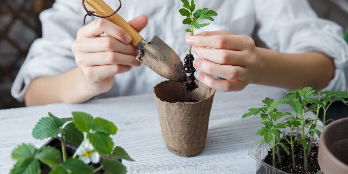 Експерти пояснили, як виростити розсаду навіть в маленькій квартирі