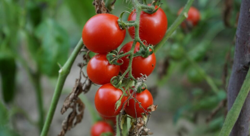 Забудьте про врожай! Ці 3 овочі не садіть поруч із томатами – не вродять зовсім 