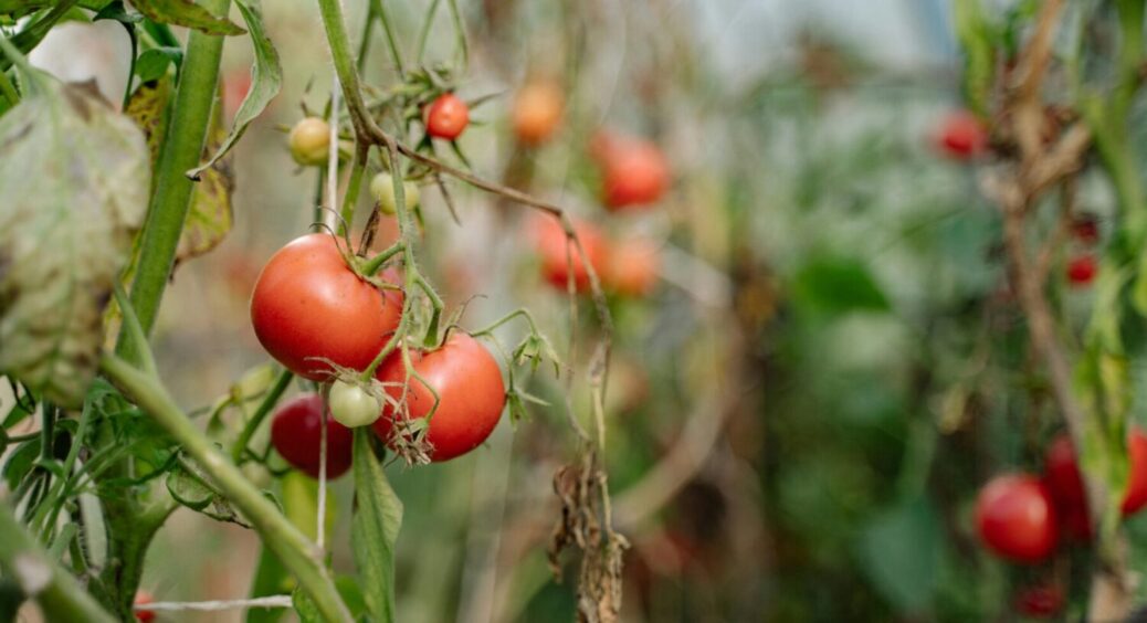 Недосвідчені дачники “душать” томати не тими добривами: 3 помилки, і жоден помідор не дозріє 