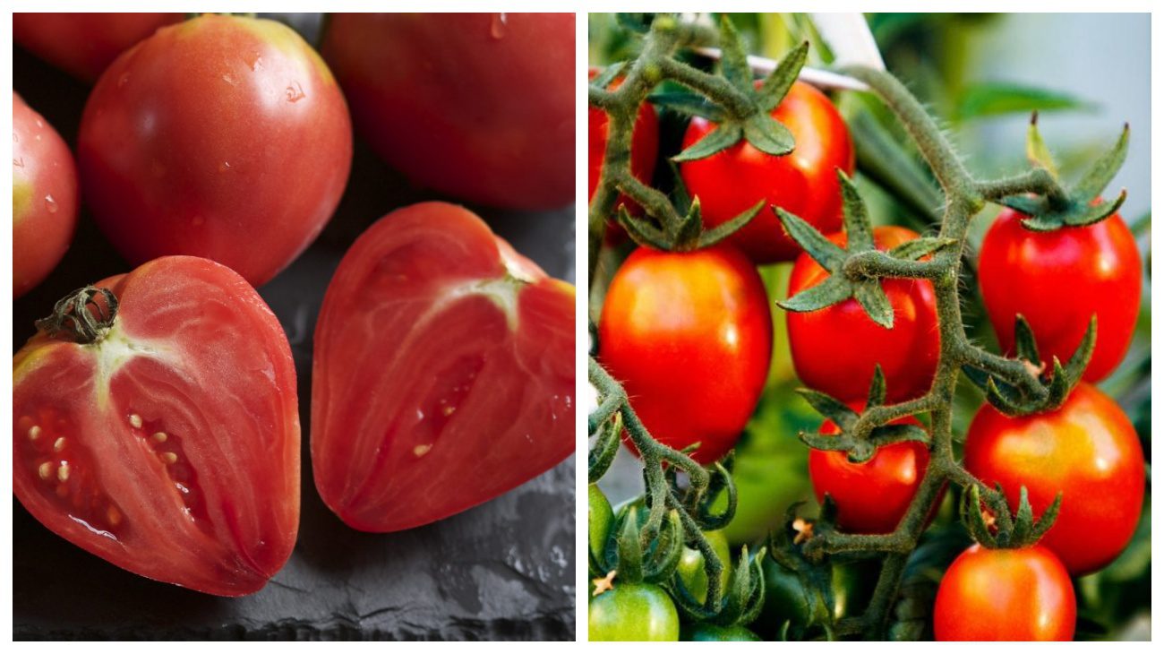 Експерти пояснили, які сорти помідорів є найсолодшими серед усіх