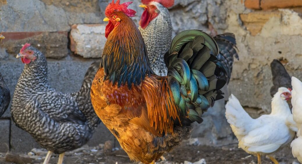 Чи потрібен курям півень, щоб вони несли більше яєць: пояснення, як збільшити несучість 