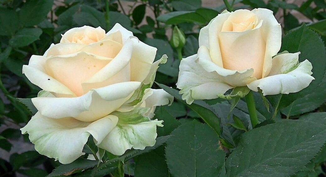 Обріжте кущ троянди так – і він матиме гарну форму, як в англійському саду: це дуже просто 