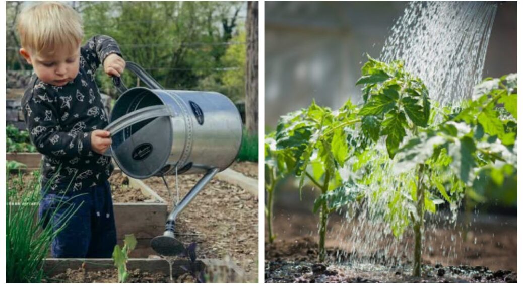 Як часто треба поливати розсаду, щоб усе добре росло: городники прийшли до єдиного рішення 