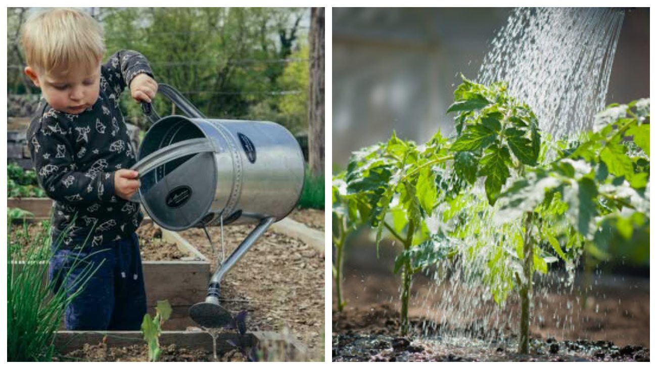 Городники пояснили, як часто потрібно поливати розсаду