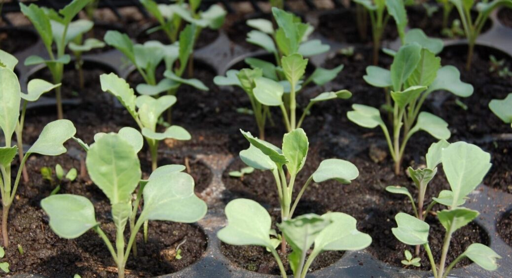 Основні секрети “міцної” розсади: як не допустити помилок при посіві насіння – 10 “заповідей” 