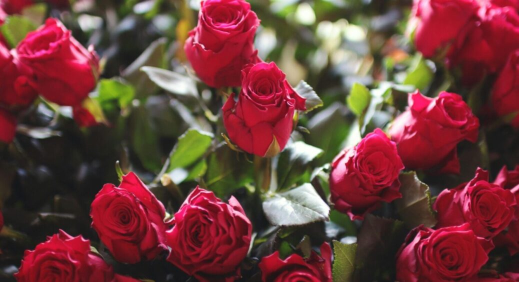 Садимо троянди на своїй ділянці: ці 4 сорти ростимуть легко і випускатимуть бутон за бутоном 