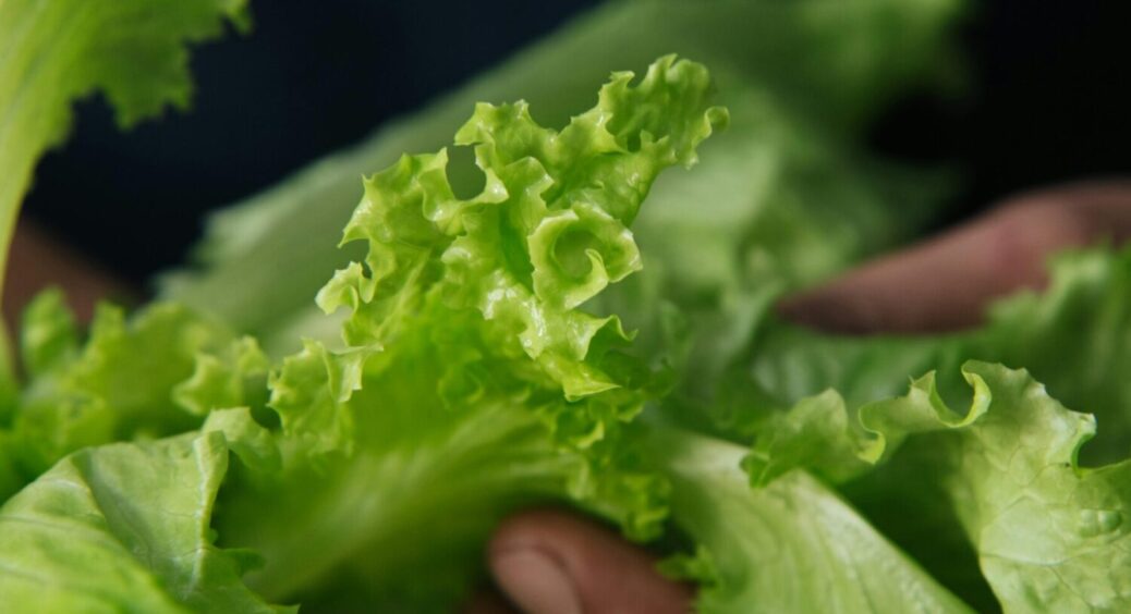 Садимо салат, щоб до Великодня мати свіже “листя” на столі: як зробити це правильно 