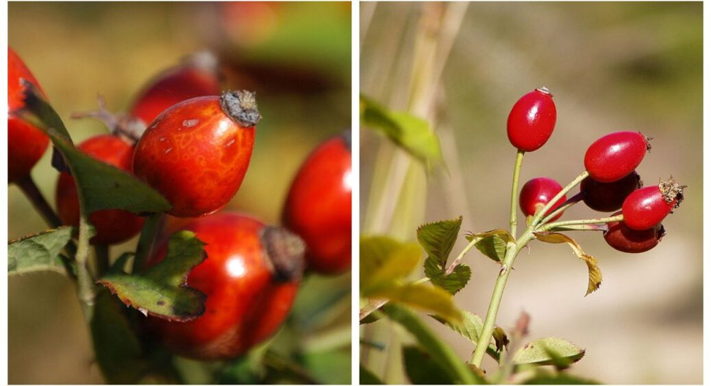 Пийте ягоди цієї рослини й застуда вас не “схопить”: містить величезну кількість вітаміну С 