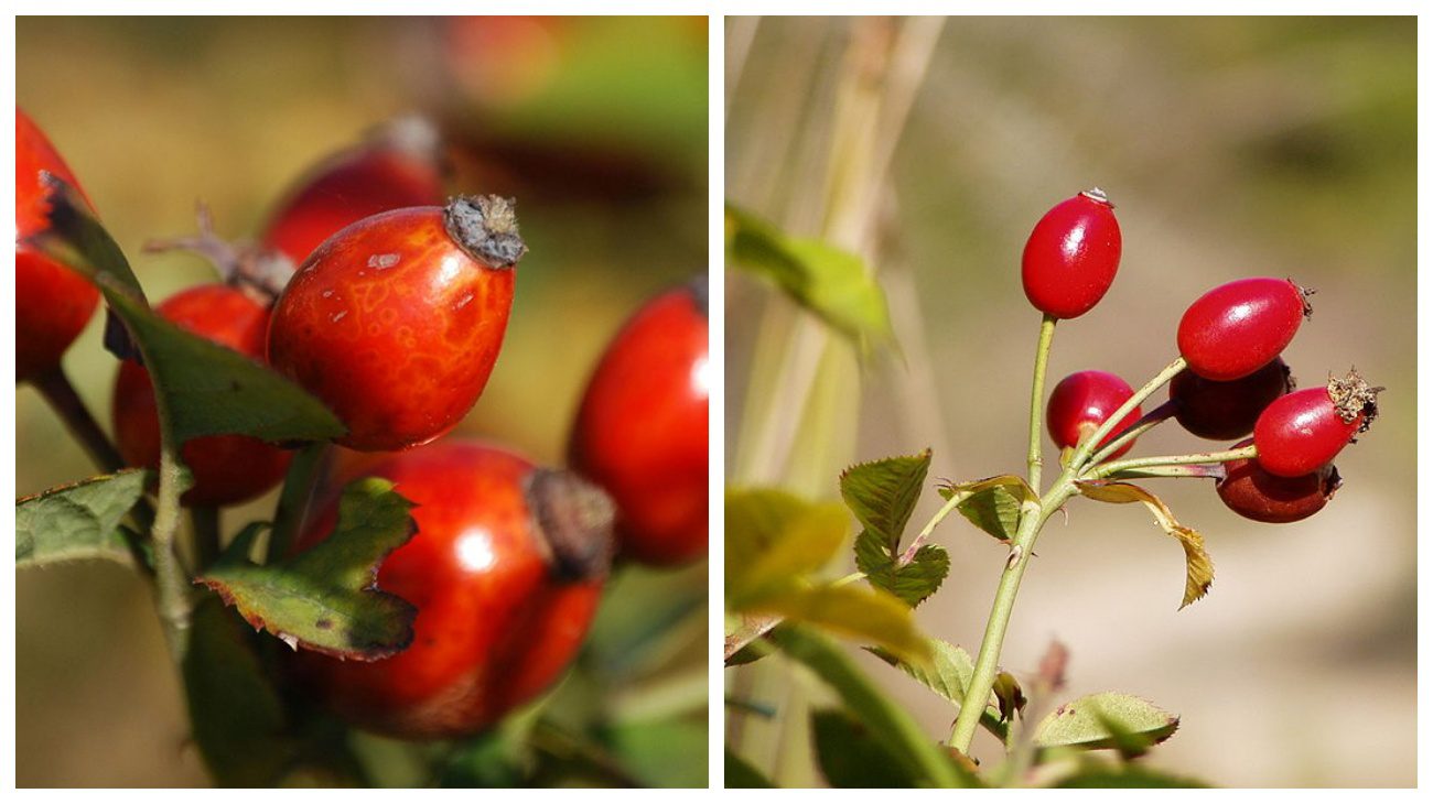 Садівник розповів, як підвищити врожайність шипшини