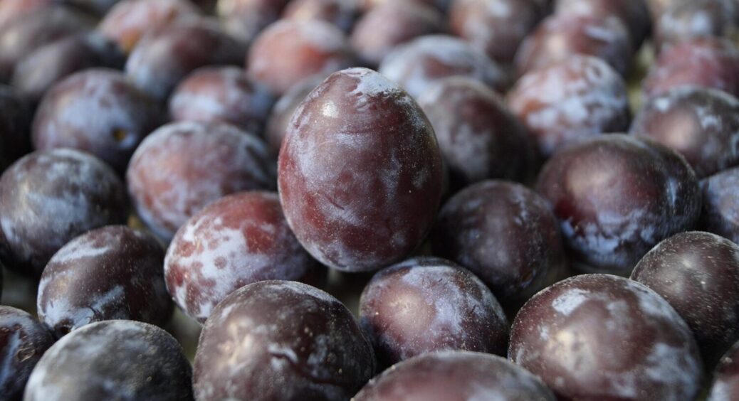 Слива виростає розміром із персик: ось чим я поливаю свої дерева – таких гігантів ви не бачили 