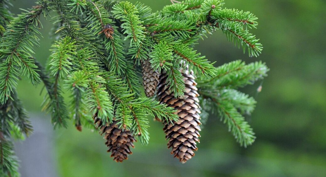 Навіщо ялинкові шишки сипати навколо грядок: не всі дачники знають про їх користь для городу 