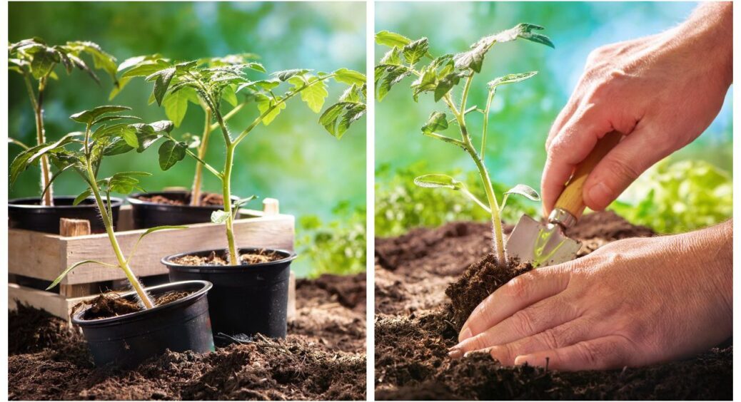 Яку розсаду можна посадити вже сьогодні: перелік рослин, готових до вирощування в січні 