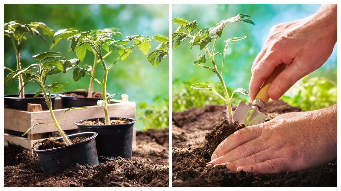 Городники пояснили, розсаду яких овочів і квітів слід садити вже в січні