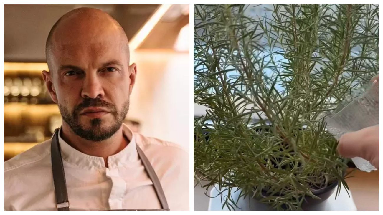 Городники пояснили, чим удобряти розмарин для кращого врожаю