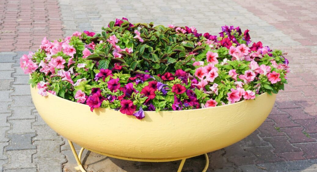 Чемпіони серед квітів 2025: найкрасивіша родичка картоплі, яку сіють на розсаду в лютому 