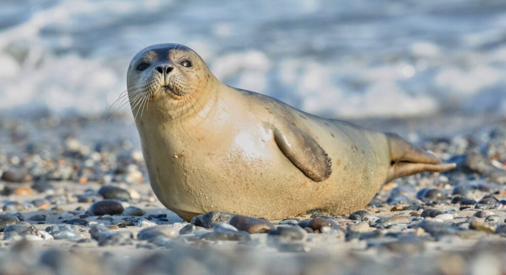 Сірий тюлень задрімав на підлозі в приморському готелі у Нідерландах: ось що було далі 