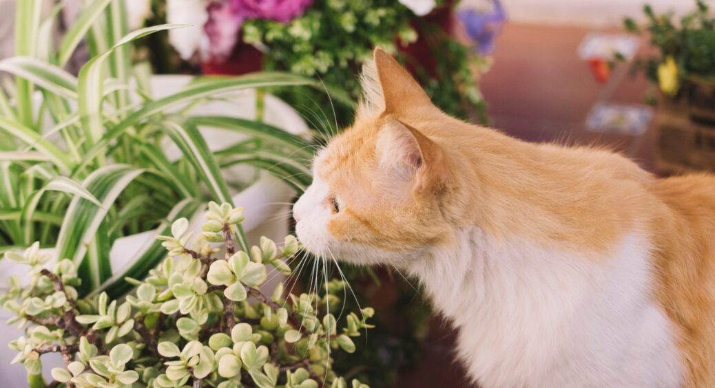 3 рослини, які приносять у будинок добробут, умиротворення та успіх: ще й дуже елегантні 