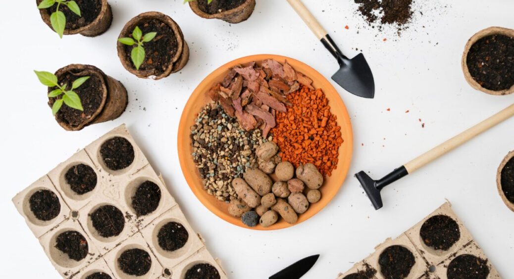 Багато дачників купують насіння неправильно. Ділимося правилом трьох “П” для вибору насіння 