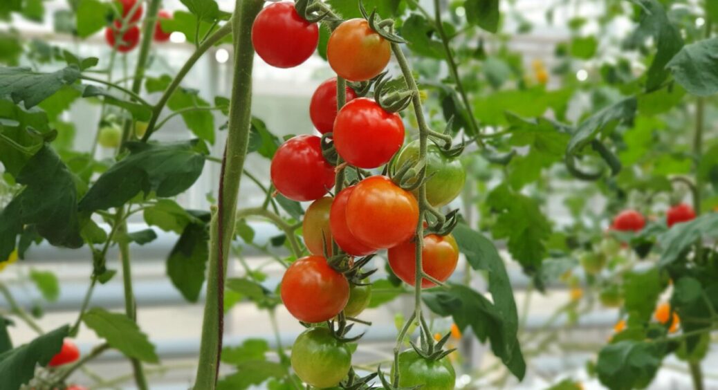 Чемпіони серед помідорів 2025: сорти, які дають урожай першими у Вінницькій області і не тільки 