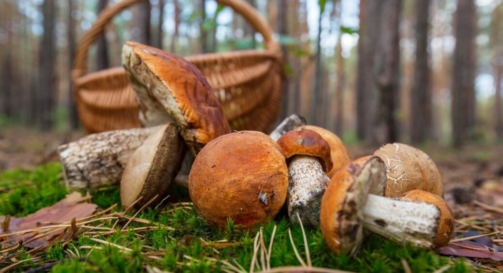 9 з 10 господинь-киянок сушать гриби у духовці: пахнуть свіжим лісом наступні пару років 