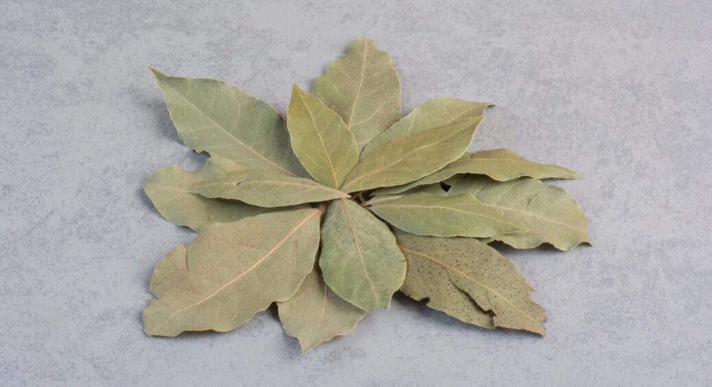 Товщина в палець вже через 7 днів: підживка для кволої розсади – потрібна всюдисуща “лаврушка” 