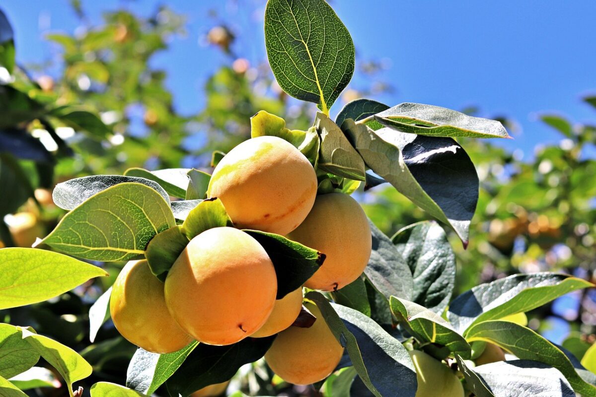 Які дерева посадити в садочку у березні 2025 року: від абрикоси до яблуні