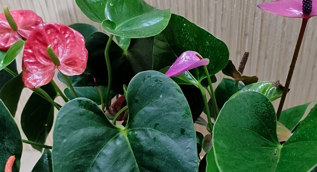 Красиві, але з непростим секретиком: які 3 домашні рослини купувати і дарувати не варто 