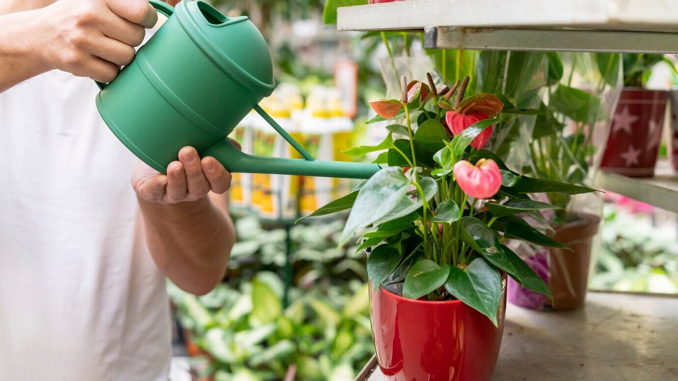 Квітникарі пояснили, як підживлювати антуріум банановою шкіркою