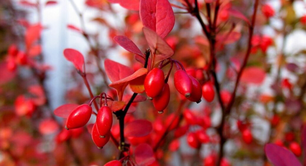 Не чагарник, а аптекар: 5 причин посадити барбарис на своїй ділянці + 3 дармові рецепти 
