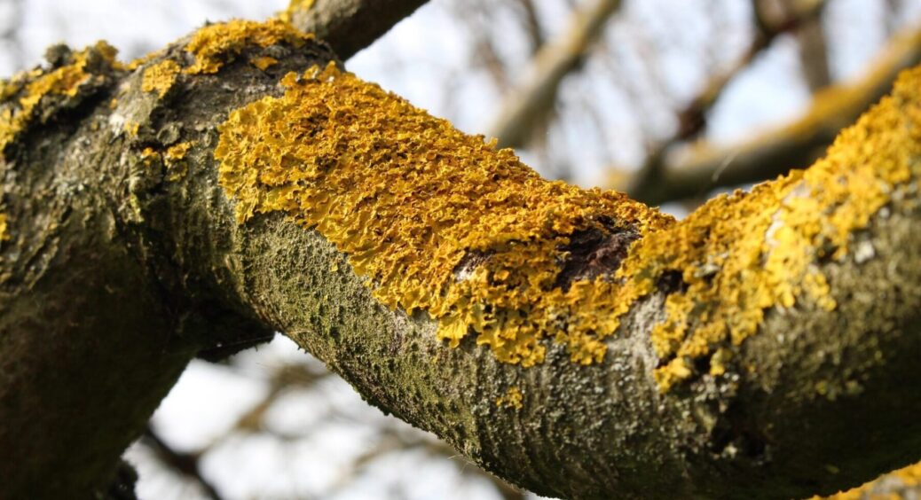 Зробіть це в мороз, інакше не вийде: як назавжди попрощатися з лишайниками на деревах 