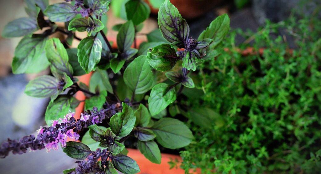 Ця рослина розправиться зі шкідниками у вашому саду швидше, ніж хімія: посадили, і все 