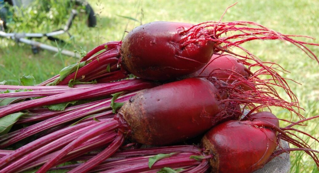 З року в рік саджаю тільки цей: сорт буряка, який є чемпіоном 2025 – великий і солодкий 