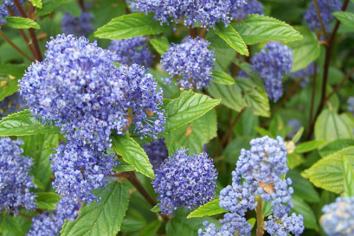 Декоративний чагарник цеанотус та його особливості