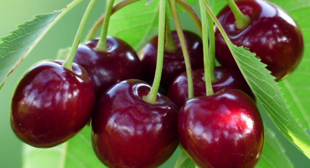Черешня й вишня родять на славу! Підживлюю цим і врожаю по коліна – ягоди розміром з кулак 