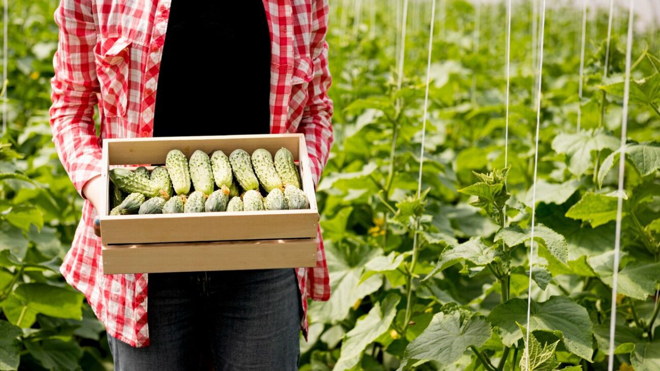 Дачники розповіли, як ефективно позбутись фітофтори без застосування хімії