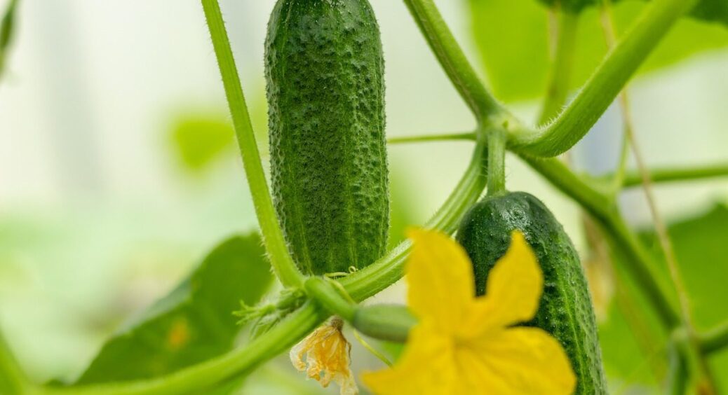 Маленькі, хрусткі та смачні: найврожайніші сорти гібридів огірків – всі красунчики, як на підбір 
