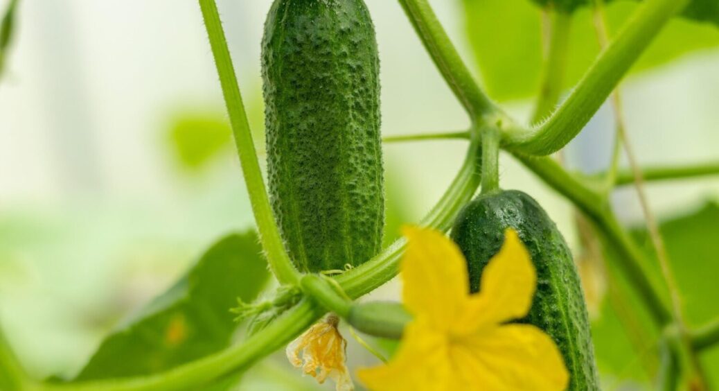 Не огірки, а подарунок: зав’язуються і в холод, і в дощ – будете збирати по відру з куща 