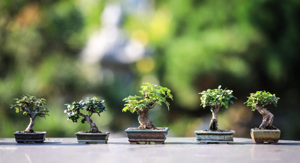 Які дерева не можна саджати біля будинку? Знайдіть їм інше місце на ділянці, і ось чому 