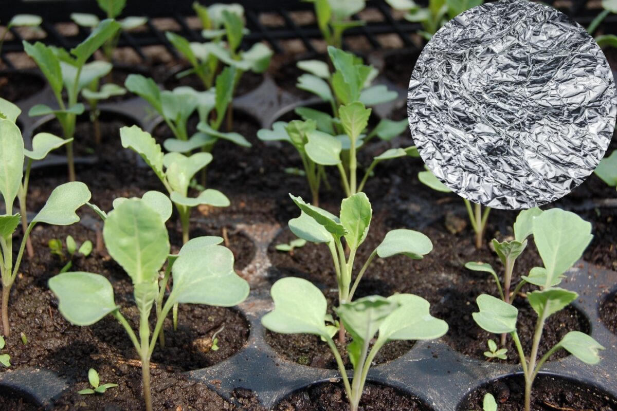 Забудьте про кволі паростки: ось секрет, як виростити міцну розсаду – потужний результат 